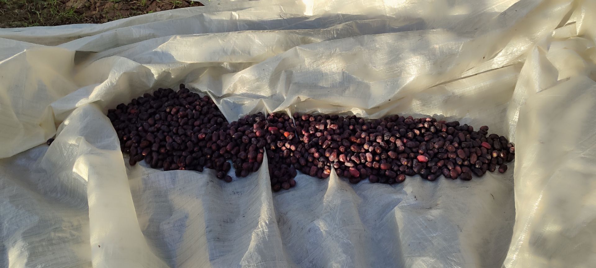 Freshly picked Mazafati dates spread on a tarp in the orchard